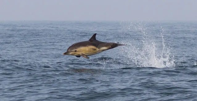 Elusive Mammal Category winner: Breaching Common Dolphin by Dan Lettice. (Photo by Dan Lettice/Mammal Photographer of the Year 2020)