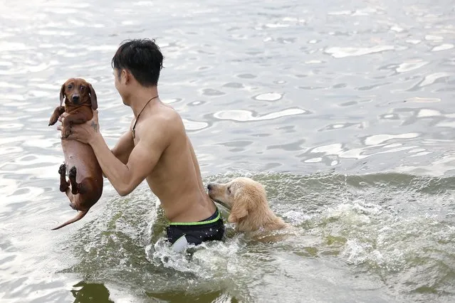 A man holds his dog as he teaches him to swim at West Lake in Hanoi, Vietnam, 18 August 2014. (Photo by Luong Thai Linh/EPA)