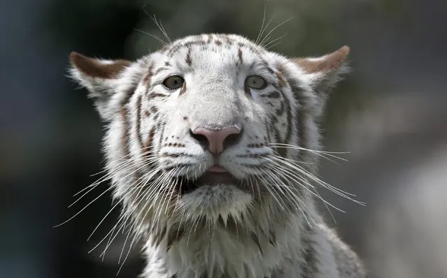 Civa Sumac, a white Bengal tiger, stands in her new enclosure during a media presentation at Huachipa's private zoo in Lima April 3, 2014. The nine-month-old tiger was born at the zoo and is the first white Bengal tiger in Peru born in captivity. (Photo by Mariana Bazo/Reuters)