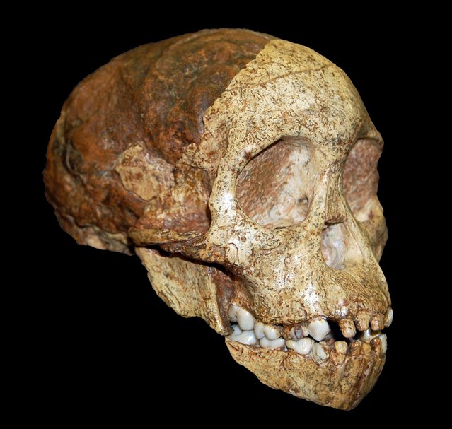An undated photo shows the skull of the Taung child. The 3-million-year-old fossil uncovered in South Africa shows no signs of the kind of soft spot that would be seen in human children with larger brains, a study has concluded. The findings are the latest contribution to a long-running debate over whether the bones may have represented the earliest signs of a fusing skull. (Photo by Bernhard Zipfel/Evolutionary Studies Institute via AFP Photo)