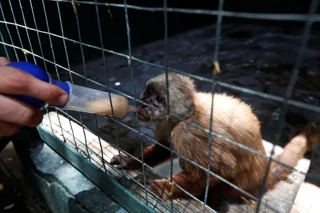 An employee gives vitamins with a syringe to a capuchin monkey at the Paraguana zoo in Punto Fijo, Venezuela July 22, 2016. (Photo by Carlos Jasso/Reuters)