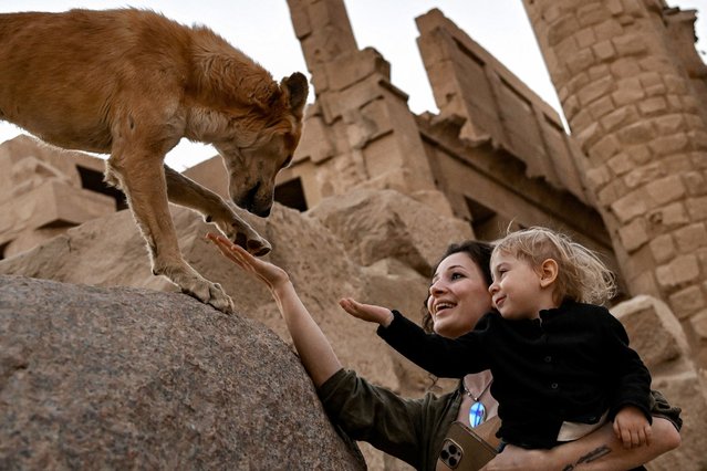 A tourist carrying a child shakes the paw of a stray dog at the Hypostyle Hall in the ancient Egyptian temple complex of Karnak in the southern city of Luxor on January 10, 2025. (Photo by Khaled Desouki/AFP Photo)