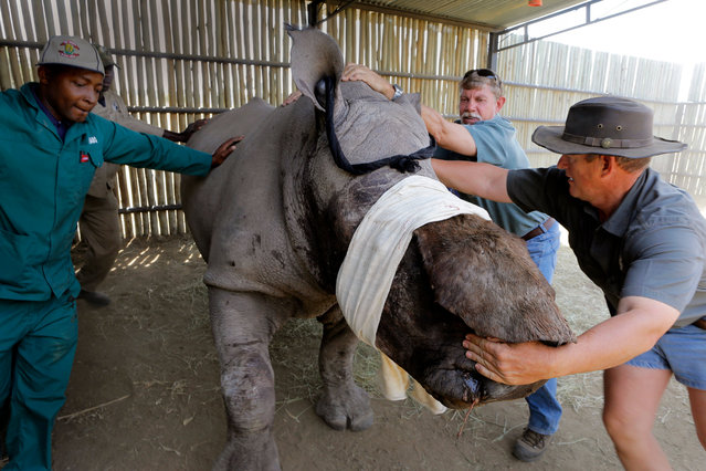 Farm staff try to keep the three-years-old White male Rhino Wasinda in the shaded area of his boma prior to being treated for his terrible wounds left by poachers at a private game farm in the Free State Province, Clocolan, South Africa, 19 September 2017. (Photo by Kim Ludbrook/EPA/EFE)
