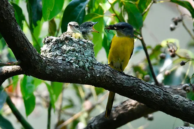 A female grey-chinned minivet feeds her chicks in a nest in Wulai District, New Taipei City on April 19, 2020. (Photo by Sam Yeh/AFP Photo)