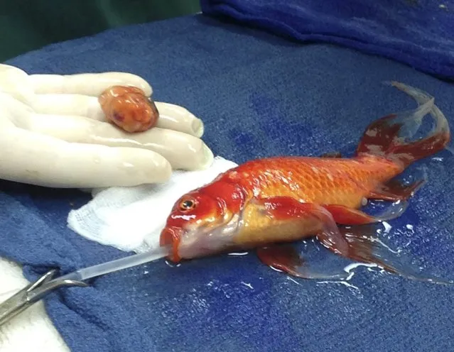 Dr. Tristan Rich operates on a goldfish named George at Lort Smith Animal Hospital in Melbourne, Australia on September 11, 2014. (Photo by Reuters/Lort Smith Animal Hospital)