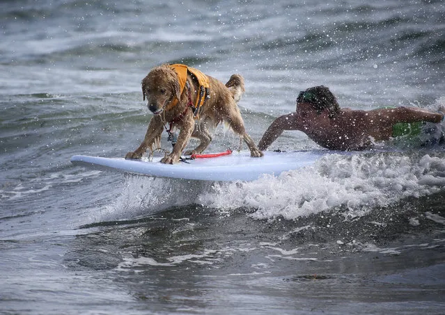 Hang 20 Surf Dog Classic at Carlin Park in Jupiter Saturday, August 29, 2015. (Photo by Bruce R. Bennett/The Palm Beach Post)