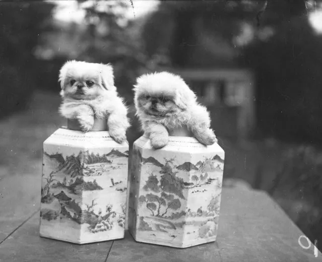 Pekinese puppies posing in “Ming” vases, circa 1950.  (Photo by Hulton Archive)