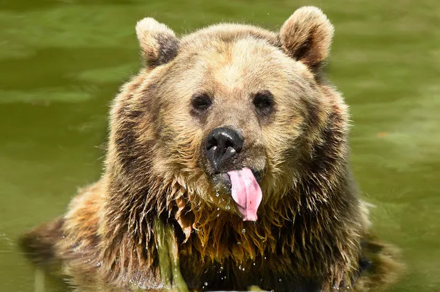 A Eurasian brown bear at Whipsnade zoo in Dunstable, UK tries to keep cool in the summer heat on August 67, 2016. (Photo by Tony Margiocchi/Barcroft Images)