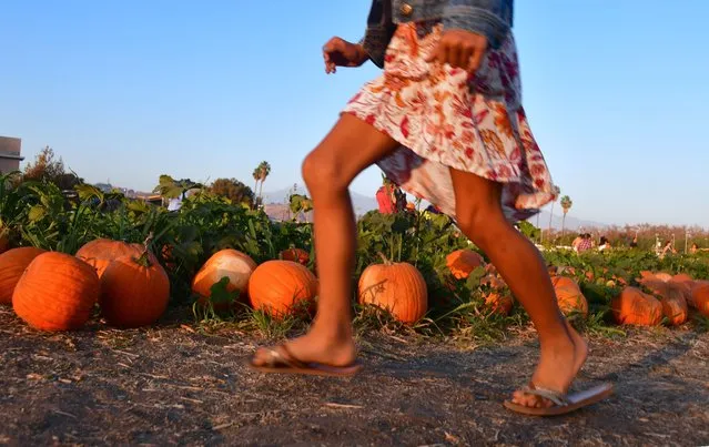 A girl runs past pumpkins at a pumpkin patch in Pomona, California on October 28, 2017 where people gathered to pick pumpkins ahead of Halloween. (Photo by Frederic J. Brown/AFP Photo)