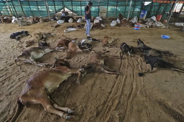 A man walks past carcass of cows that died after being infected with lumpy skin disease at a cow shelter in Jaipur, Rajasthan state, India, September 21, 2022. Infected cows and buffaloes get fever and have lumps on their skin. The viral disease that is spread by insects like mosquitoes and ticks has killed at least 100,000 cows and buffaloes in India and sickened more than 2 million. (Photo by Vishal Bhatnagar/AP Photo)