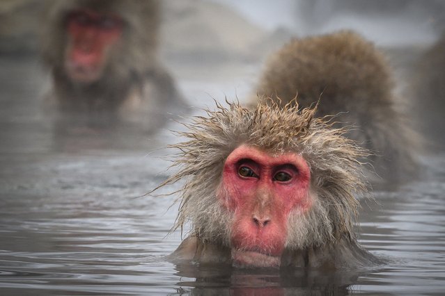 This photo taken on February 7, 2025 shows Japanese macaques, commonly referred to as “snow monkeys”, taking an open-air hot spring bath, or “onsen” at the Jigokudani (Hell's Valley) Monkey Park in the town of Yamanouchi, Nagano prefecture. (Photo by Mladen Antonov/AFP Photo)