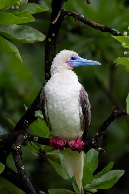 Red-Footed Booby