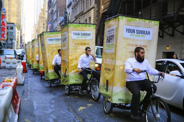 In this photo provided by Chabad.org, ten Chabad-Lubavitch teens on “pedi-sukkahs” ride down Fifth Avenue in New York, Monday, October 6, 2014. The pedi-sukkahs, are modified pedi-cabs with a Sukkah – a hut-like structure covered with bamboo – attached in the back. The goal of the parade is to create awareness for the upcoming Jewish holiday of Sukkot, a seven day, biblically mandated holiday which begins Wednesday, Oct. 8 and ends after nightfall on Oct. 15. (Photo by Itzik Roytman/AP Photo/Chabad.org)