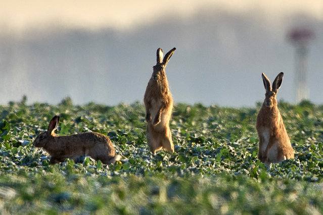 Hares play on a field in the outskirts of Frankfurt, Germany, Thursday, March 20, 2025. (Photo by Michael Probst/AP Photo)