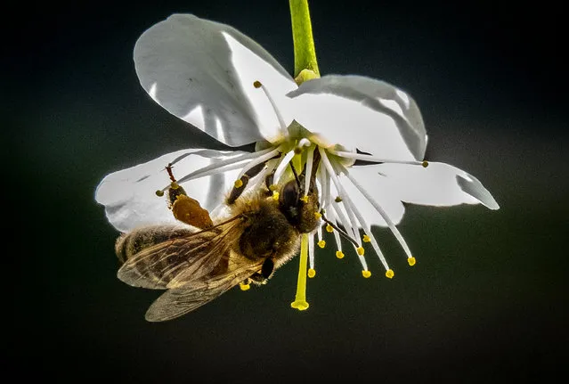 A bee gather pollen on a blooming branch of a cherry tree in a garden outside Moscow on May 11, 2020. (Photo by Yuri Kadobnov/AFP Photo)