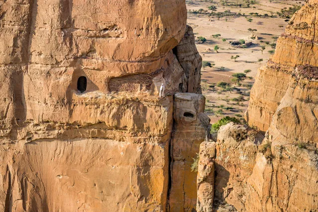 Abuna Yemata, one of the nine saints, chose as a hermitage the pinnacle of Guh in the Gheralta range, pointing like a finger towards heaven, and removed from the noise of life. He later founded a church hewn into the rock face. The entrance is reached by a steep and hazardous ascent with hand- and footholds in the rock. In this image, the entrance to the church can be seen on the right, about a third of the way up the pinnacle. (Photo by Ethiopia – The Living Churches of an Ancient Kingdom/The American University in Cairo Press/The Guardian)