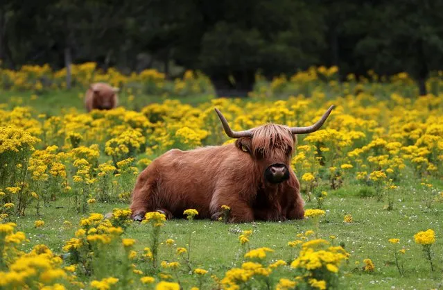 Highland cattle are seen in a field, near Pitlochry, Britain on August 3, 2020. (Photo by Russell Cheyne/Reuters)
