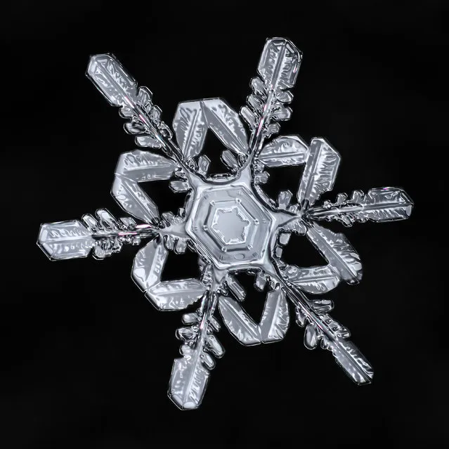 These images capture the intricate details of minuscule snowflakes, moments before they melt. The shots were taken by Don Komarechka, 31, who has had a lifelong fascination with all things macro – especially snowflakes. The professional photographer says people often don’t believe that his pictures are real because they’re so perfect. The Canadian said, “These photos were all taken 2 feet from my back door over the past two winters”. We’re looking at the intricate details of ice crystals that form in the atmosphere and fall to earth. Snowflakes can possess unending beauty and detail even in a single crystal measuring only a few millimeters in diameter. Here: Who has had a lifelong fascination with all things macro and especially snowflakes. (Photo by Don Komarechka/Caters News Agency)