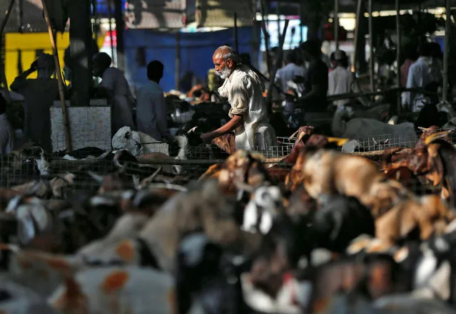 A trader stands next to a herd of goats put up for sale at a livestock market ahead of the Eid al-Adha festival in Mumbai, India, September 10, 2016. (Photo by Shailesh Andrade/Reuters)