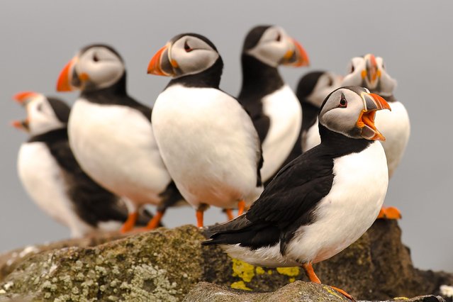 Puffins return from wintering in the Atlantic Ocean to the Isle of May in the Firth of Forth displaying their bright summer colours. Here they find their long-term partners to breed, both male and female incubating the single egg. (Photo by Euan Cherry/WENN)