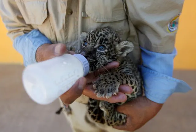 A keeper feeds a four-week-old jaguar while presenting it to the media, at a zoo in Ciudad Juarez, Mexico, October 14, 2015. (Photo by Jose Luis Gonzalez/Reuters)