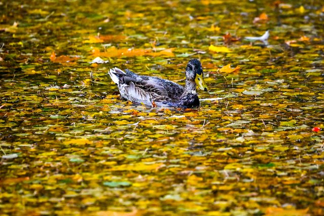 A duck swims in a pond during an autumn day in the town of Chekhov, some 70 km outside Moscow, on September 28, 2020. (Photo by Yuri Kadobnov/AFP Photo)