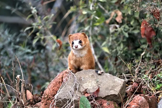 Rare sighting of a Siberian Weasel seen standing in a meadow in Poonch in Jammu and Kashmir on Monday January 23, 2023 (Photo by Nazim Ali Khan/NurPhoto via Getty Images)