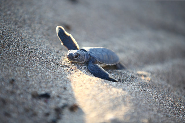 Caretta caretta hatchlings crawl toward the sea after emerging from their nests on the beach of Davultepe 100th Year Nature Park in Mezitli district of Mersin, Turkiye on July 22, 2025. The hatchlings, which completed their incubation period in nests laid by adult turtles since May, were monitored by staff from Mersin University's Sea Turtle Research Center and volunteer students as they made their way to the sea. (Photo by Yakup Saglam/Anadolu via Getty Images)