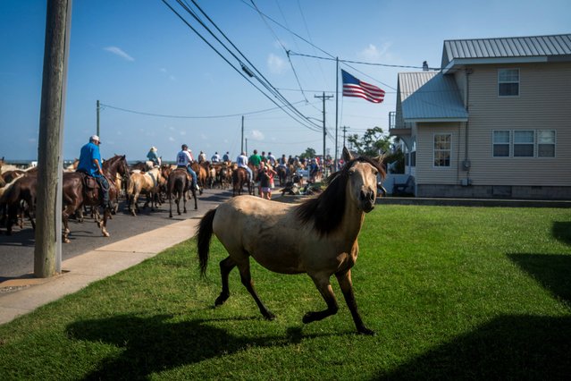 Members of the Salt Water Cowboys move a herd of wild Chincoteague Ponies from Assateague Island along a street in downtown Chincoteague as part of the 100th annual Chincoteague Pony Swim, which rounds up wild ponies for later auction, in Chincoteague, Virginia, U.S., July 30, 2025. (Photo by Nathan Howard/Reuters)
