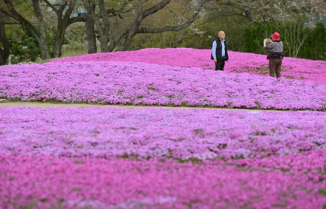 Visitors enjoy walking through moss phlox at a garden in Tatebayashi, Gunma prefecture, about 80 kms north of Tokyo on April 7, 2013. Over 400,000 blossoming moss phlox are expected to attract many visitors until the upcoming Japanese “Golden Week” holiday season in late April and early May. (Photo by Kazuhiro Nogi/AFP Photo)