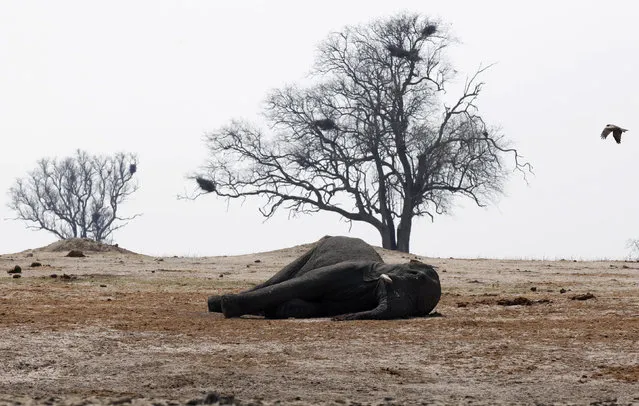 A bird flies near the carcass of an elephant, which was killed after drinking from a poisoned water hole, in Zimbabwe's Hwange National Park, about 840 km (522 miles) east of Harare, September 27, 2013. Zimbabwean ivory poachers have killed more than 80 elephants by poisoning water holes with cyanide, endangering one of the world's biggest herd. (Photo by Philimon Bulawayo/Reuters)