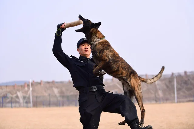 A police dog takes part in a training session with a police officer in Shenyang, Liaoning province, China on March 14, 2018. (Photo by Reuters/China Stringer Network)