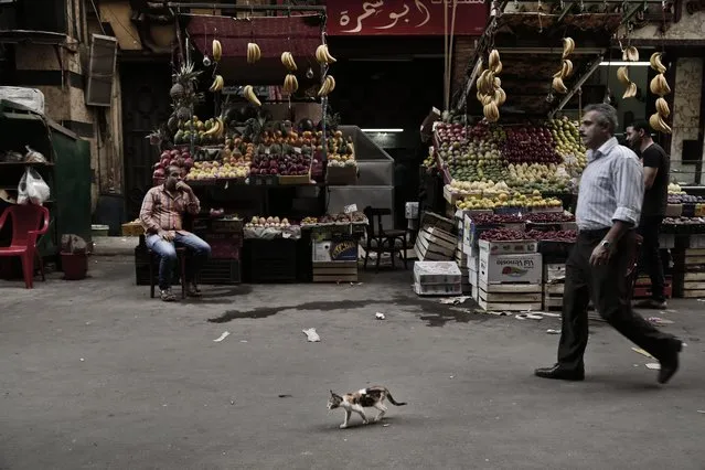 A kitten walks in Tawfiqia fruit and vegetable market in downtown Cairo, Egypt, Tuesday, October 18, 2016. Egypt's economy has been battered by unrest since the 2011 uprising that toppled longtime autocrat Hosni Mubarak. Inflation and unemployment are in double digits, and domestic and foreign debts are growing as Egypt's currency tumbles. (Photo by Nariman El-Mofty/AP Photo)