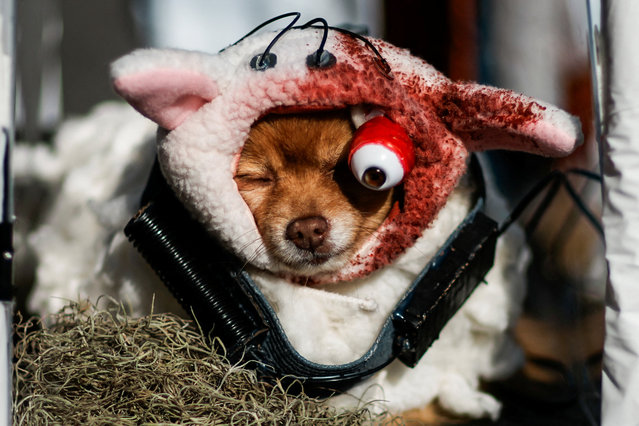 A dog attends the Annual Tompkins Square Halloween Dog Parade in New York City, U.S., October 19, 2025. (Photo by Eduardo Munoz/Reuters)
