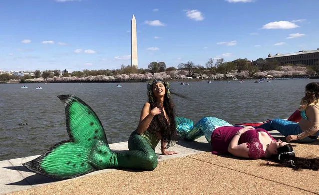 A Maryland woman dressed as a mermaid appears before the Tidal Basin in Washington, D.C., as thousands of tourists turn out to see the blooming of the cherry blossoms in Washington, DC, U.S. April 8, 2018. (Photo by Will Dunham/Reuters)