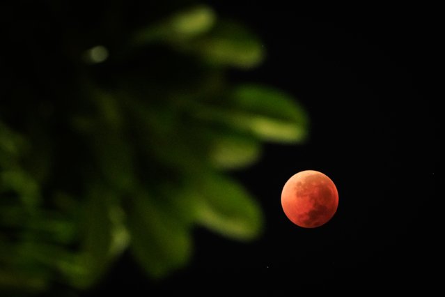 This photograph shows a view of a full moon also known as “Blood Moon” with leaves in the foreground during a phase of a total lunar eclipse in Jakarta on September 8, 2025. Stargazers will have a chance to see a “Blood Moon” on Sunday night during a total lunar eclipse visible across Asia and swathes of Europe and Africa. (Photo by Yasuyoshi Chiba/AFP Photo)