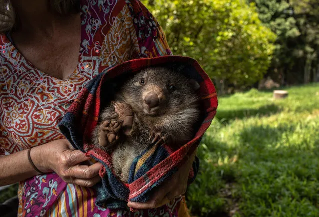 A wildlife caregiver holds an orphaned wombat at the Native Wildlife Rescue center on January 29, 2020 in Robertson, Australia. The center has taken in many burned kangaroos and wallabies injured in recent bushfires. Wombat orphans are often rescued from the pouch of their mothers struck by vehicles. (Photo by John Moore/Getty Images)