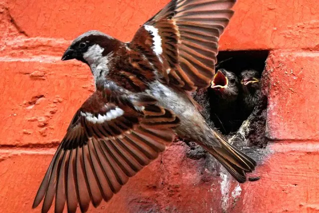 A sparrow feeds its nestlings inside a hole in a building while waiting for food in Lalitpur, Nepal on Friday, March 17, 2023. (Photo by Skanda Gautam/ZUMA Press Wire/Rex Features/Shutterstock)