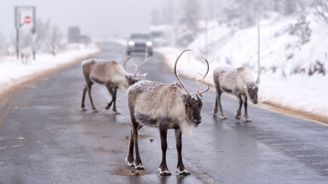 Reindeer stop traffic on the road near Aviemore on Wednesday, November 19, 2025. The Cairngorm Reindeer Herd is Britain's only free-ranging herd of reindeer found in the Cairngorm mountains in the Scottish Highlands. Snow and ice warnings have come into force across the UK, as the Met Office said the wintry weather “could create some particularly tricky travel conditions”. (Photo by Jane Barlow/PA Images via Getty Images)