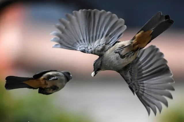 A bird of the Lechosero Ajicero species (Saltador coerulescens) flies carrying food in its beak during a rainy morning in Caracas, Venezuela on January 2, 2021. (Photo by Yuri Cortez/AFP Photo)