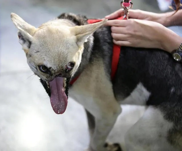 Kabang, a two-year-old injured mixed breed, is photographed upon arrival at the Ninoy Aquino International Airport in Pasay city, south of Manila, Philippines, Saturday June 8, 2013 from San Francisco, Calif. Kabang lost her snout and upper jaw saving two girls' lives in the Philippines was headed back to its owner following treatment at the University of California, Davis veterinary hospital. (Photo by Bullit Marquez/AP Photo)