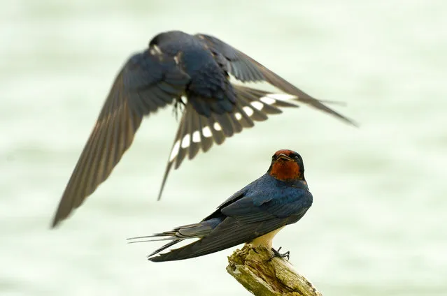 Visiting swallows stay low in high winds at a lake near Dunstable in England, UK. (Photo by Tony Margiocchi/Barcroft Images)