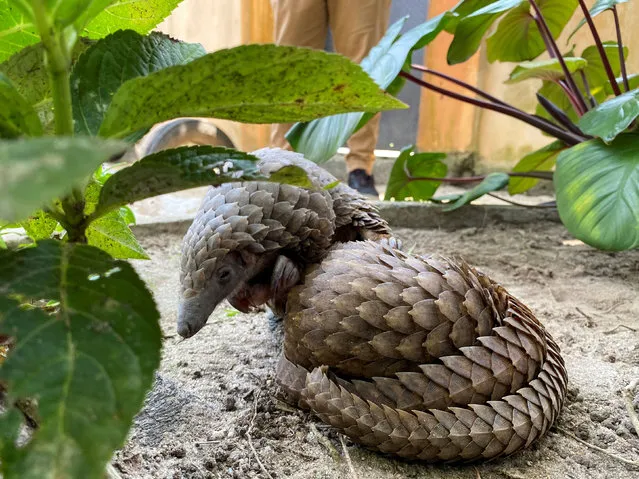 A rescued pangolin bought off a wildlife seller is seen resting at the Green Finger Garden in Lagos, Nigeria on July 29, 2020. (Photo by Seun Sanni/Reuters)