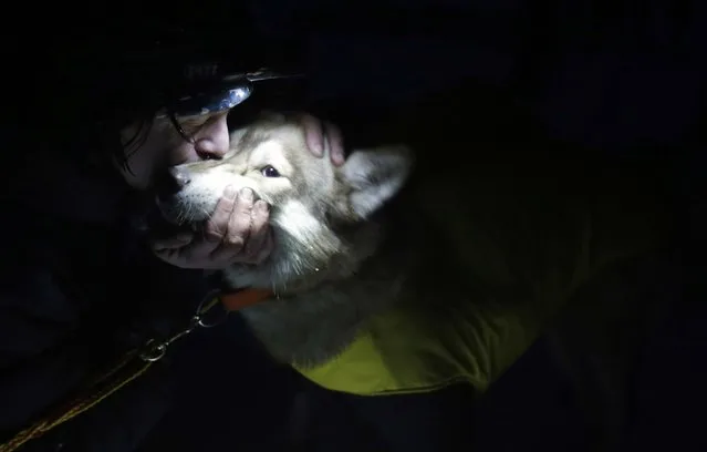 A musher greets his dog during a break in a stage of the Sedivackuv Long dog sled race in Destne v Orlickych horach January 22, 2015. (Photo by David W. Cerny/Reuters)