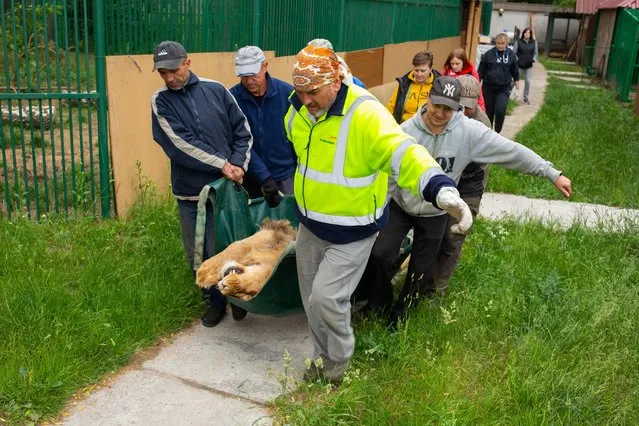 This handout photo taken on June 12, 2023 in the village of Chubynske near Kyiv, Ukraine, and released on June 14, 2023 by the International Fund for Animal Welfare (IFAW), shows sedated two-year old lion Viseris who is carried to a transport crate in preparation for his move out of war-torn Ukraine to Poland. Five lions, including three cubs, were evacuated from Ukraine and found refuge at the zoo of Poznan, western Poland, a spokesman of the zoo said. The lions will stay in Poznan for at least a few weeks before moving on to facilities in other countries that will host them, he added. (Photo by Vitaliy Novikov/IFAW-WTI via AFP Photo)