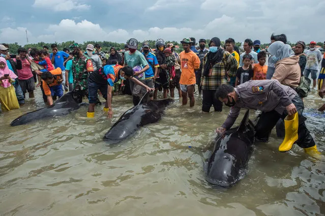 People try to save short-finned pilot whales beached in Bangkalan, Madura island on February 19, 2021, as some 49 pilot whales have died after a mass stranding on the coast of Indonesia's main island of Java that sparked a major rescue operation. (Photo by Juni Kriswanto/AFP Photo)