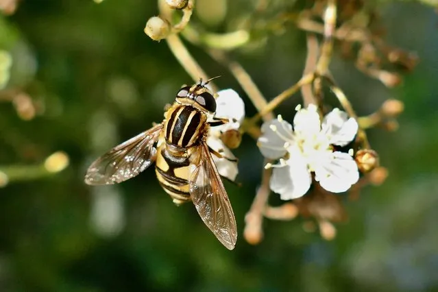 A European hoverfly (Helophilus pendulus) on pyracantha blossom in Dunsden, United Kingdom on June 8, 2023. It is a very common species in Britain, where it is the commonest Helophilus species. (Photo by Geoffrey Swaine/Rex Features/Shutterstock)