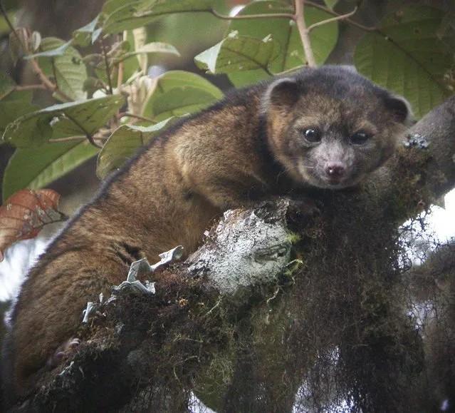 An “Olinguito” (Bassaricyon neblina), described as the first carnivore species to be discovered in the American continents in 35 years, is pictured in a cloud forest in South America, in this photograph released on August 15, 2013. The Smithsonian Institution said on Thursday the new species had been mistaken for similar mammals in the Procyonidae family, which includes raccoons, for decades, and that a team of Smithsonian scientists identified it from overlooked museum specimens and trips to Ecuador. (Photo by Mark Gurney/Reuters/Smithsonian Institution)