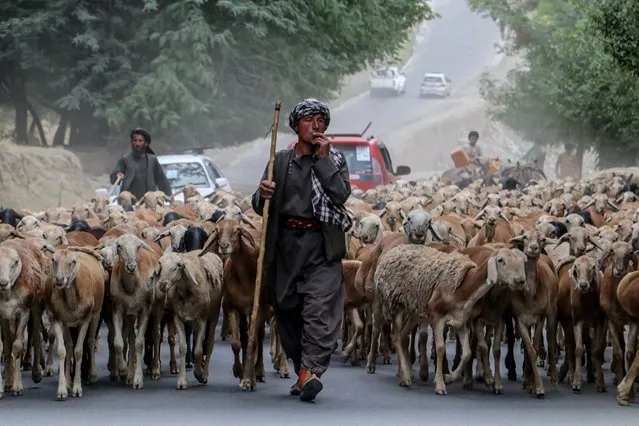 An Afghan sheepherder walks his sheep through street in Fayzabad district of Badakhshan province on July 6, 2023. (Photo by Omer Abrar/AFP Photo)