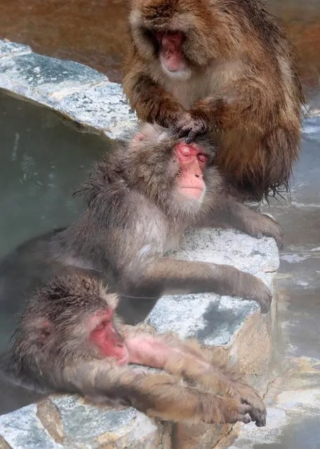 Japanese macaques are relaxed in an outdoor hot spring bath at Hakodate Tropical Botanical Garden on December 1, 2016 in Hakodate, Hokkaido, Japan. (Photo by The Asahi Shimbun via Getty Images)